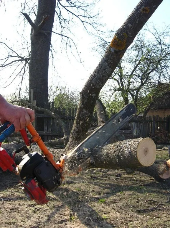 Quality Tree Service professional using a chainsaw to cut a tree branch