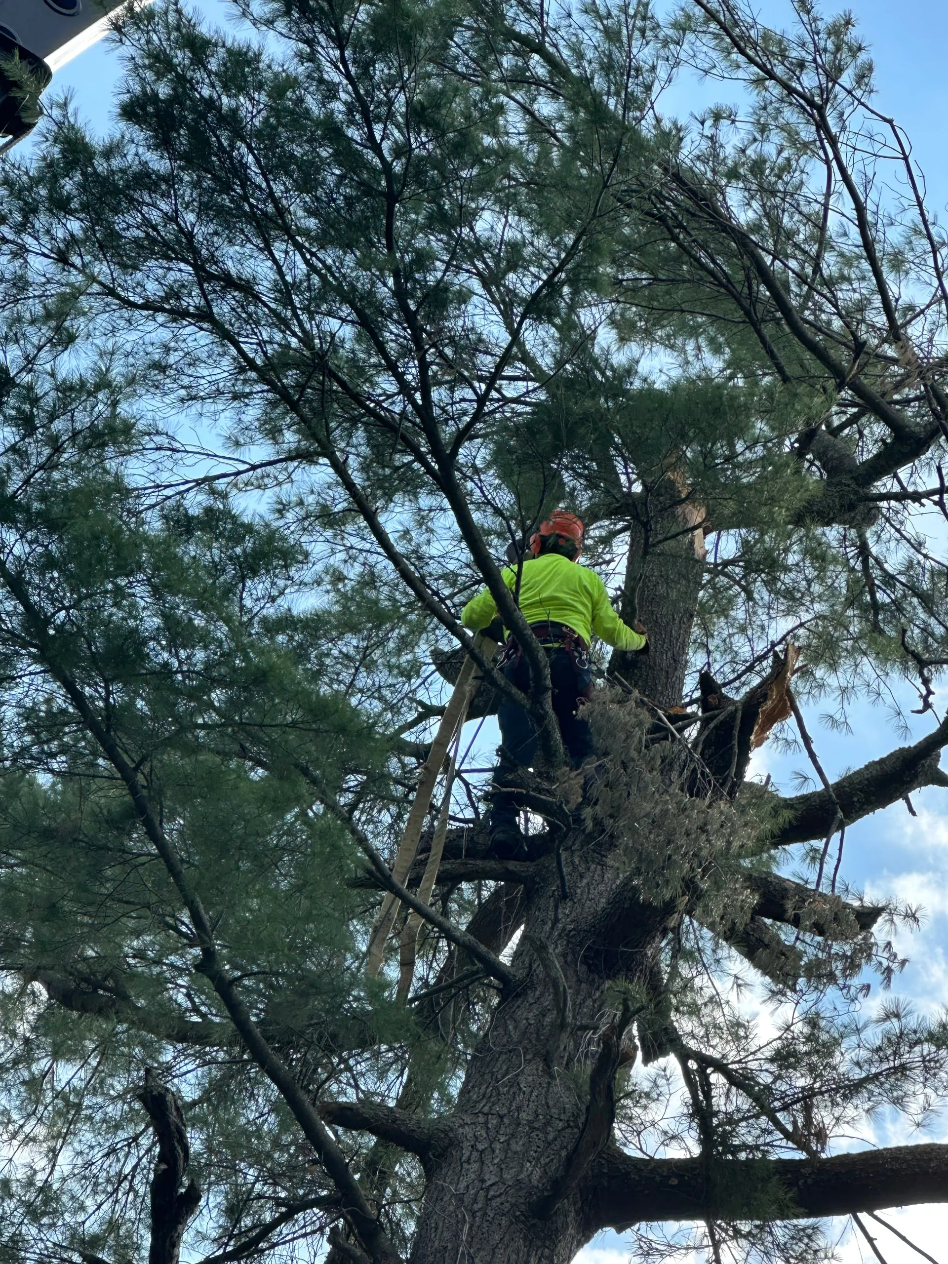 Arborist in a tall tree trimming branches, wearing a safety helmet and bright green vest against a blue sky.
