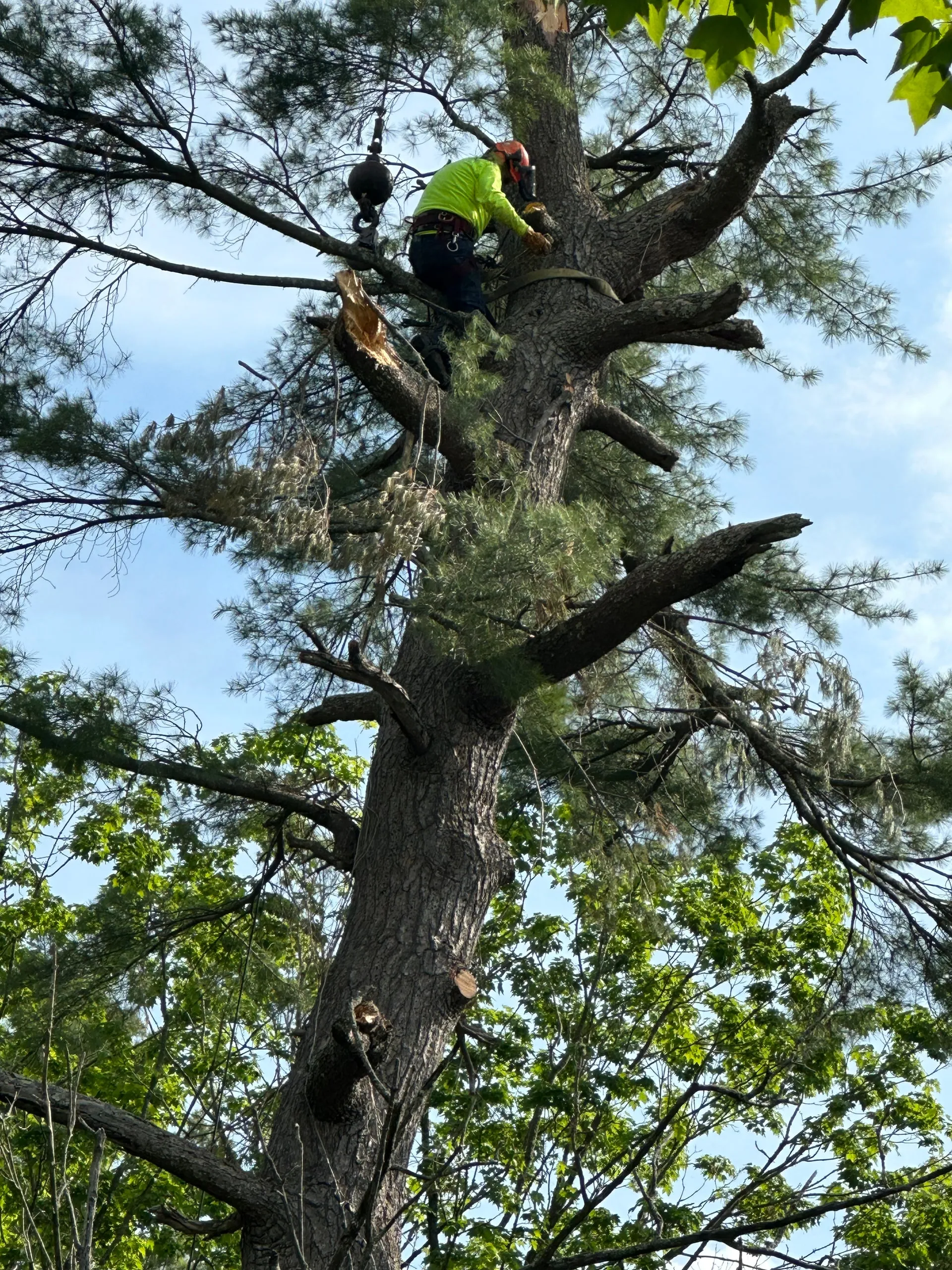 Arborist in a tall tree, cutting branches. Green clothing, clear sky.