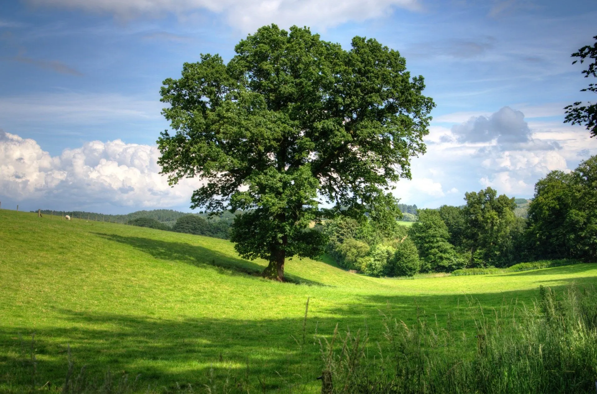 Green tree stands in a sunny meadow; blue sky with puffy clouds.