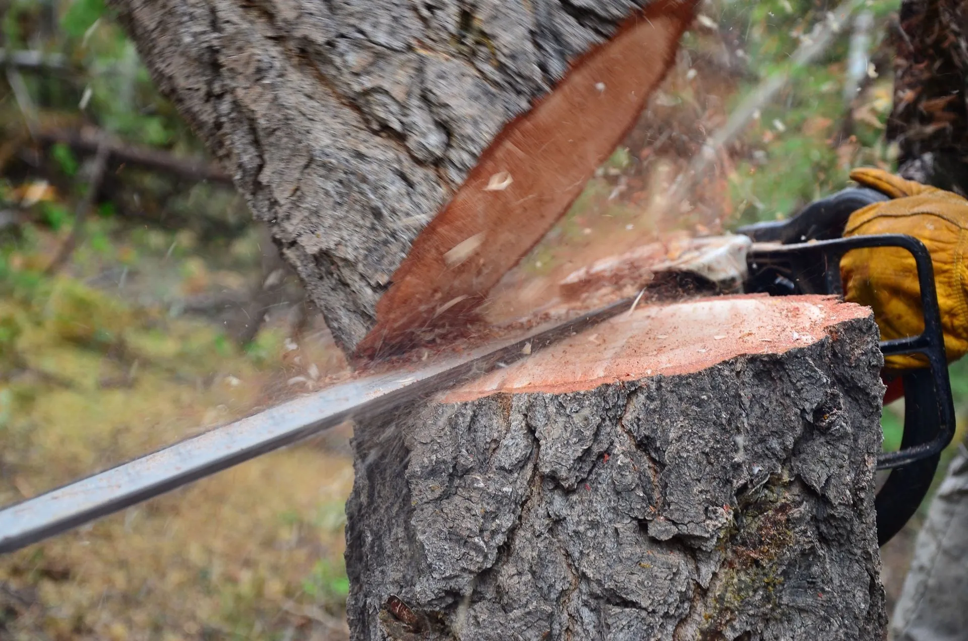 Chainsaw cutting through a tree trunk. Sawdust flies. A gloved hand holds the saw.