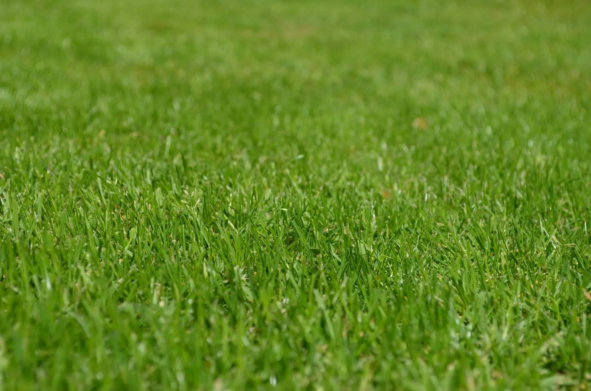 Lush green grass in a field, viewed at a low angle.
