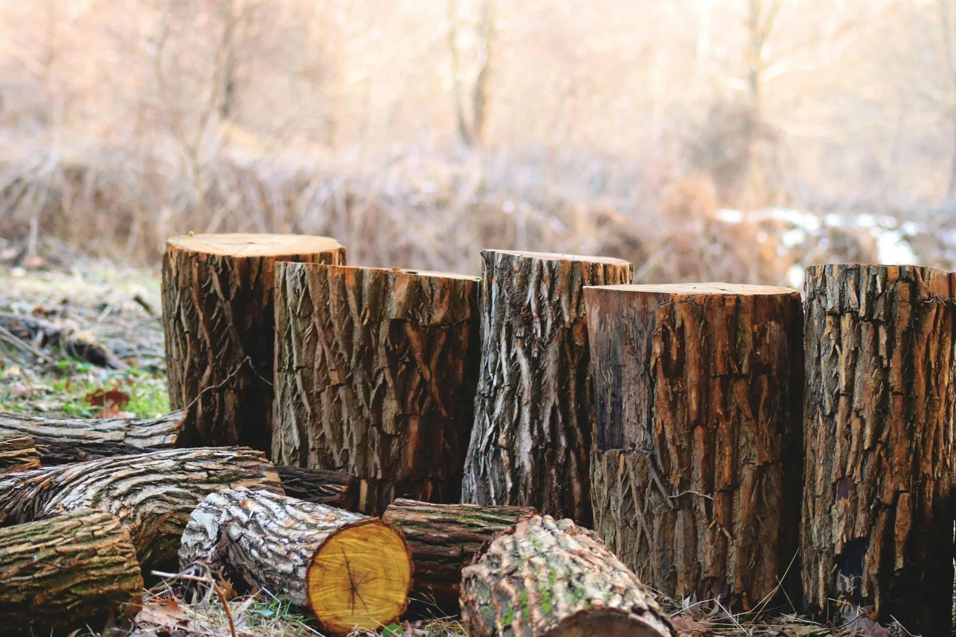 Pile of cut logs and tree stumps in a wooded area. Brown and tan colors.