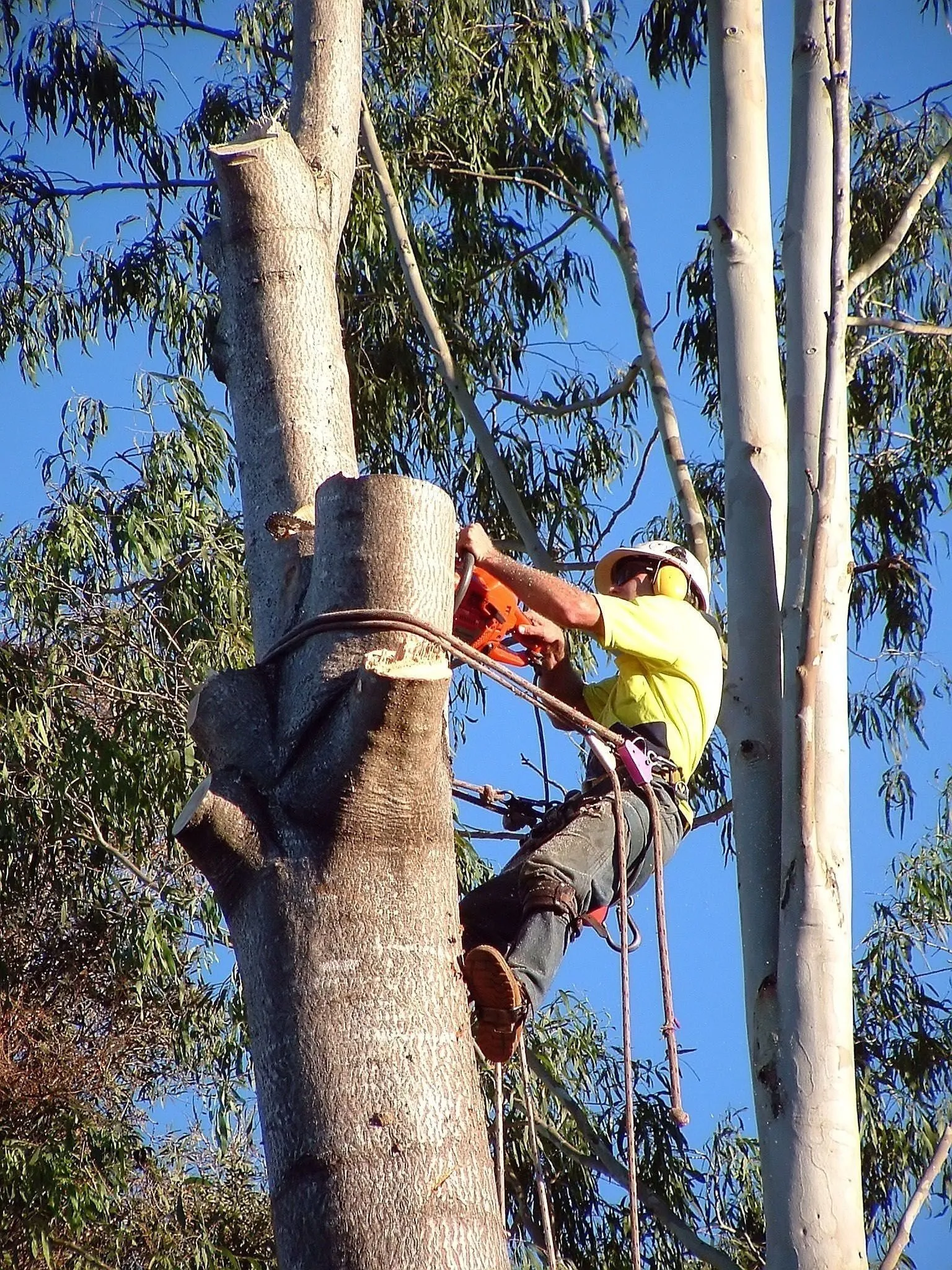 Arborist in a harness cutting the top off a tall tree trunk with a chainsaw against a blue sky