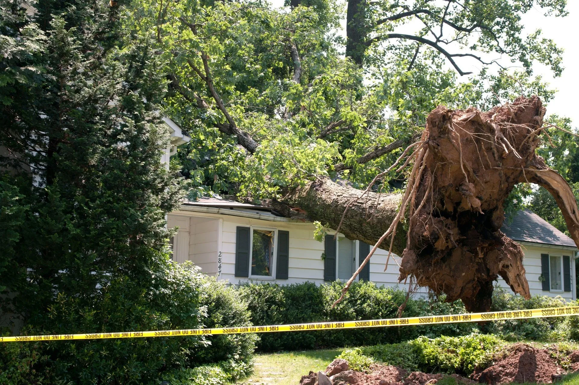 Tree fallen on a white house, yellow caution tape in front. Upheaved roots and broken roof.